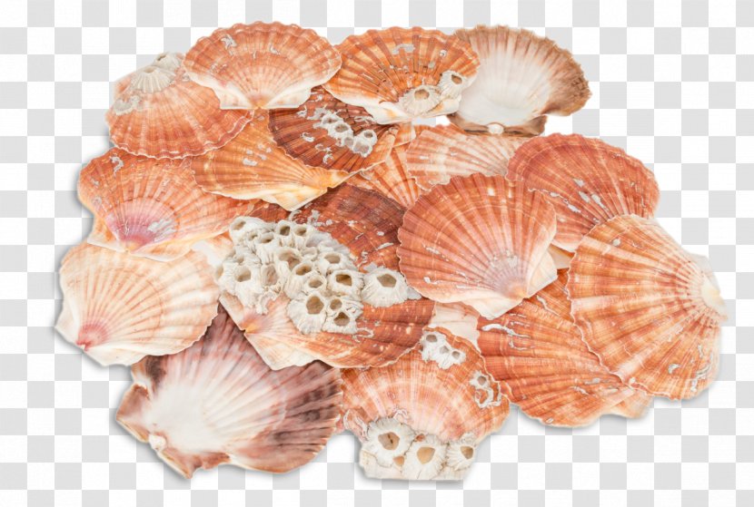 Great Scallop Seashell Pecten Jacobaeus Pectinidae Bivalvia - Clams Oysters Mussels And Scallops Transparent PNG