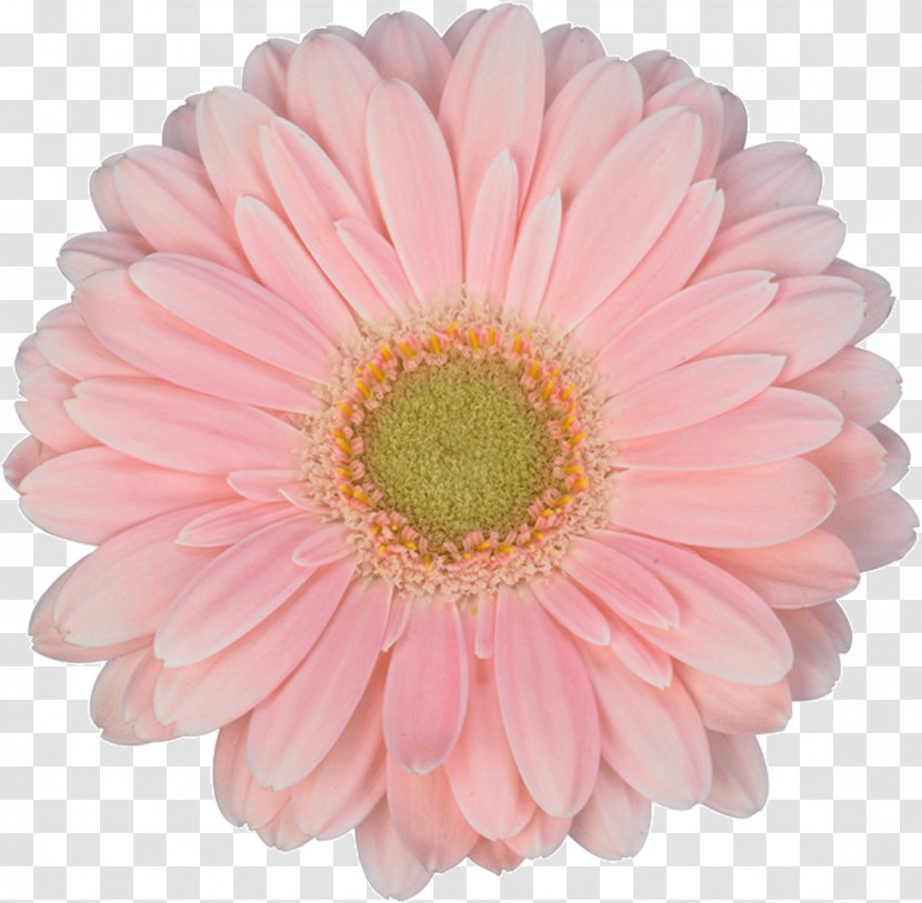 Transvaal Daisy Chrysanthemum Watercolor Painting Tulip Flower - Artificial - Hello Summer Banner Ruffled Transparent PNG