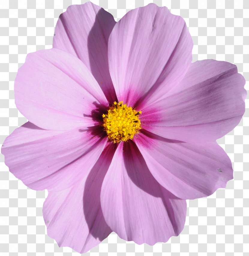 Flower Image File Formats - Purple Transparent PNG