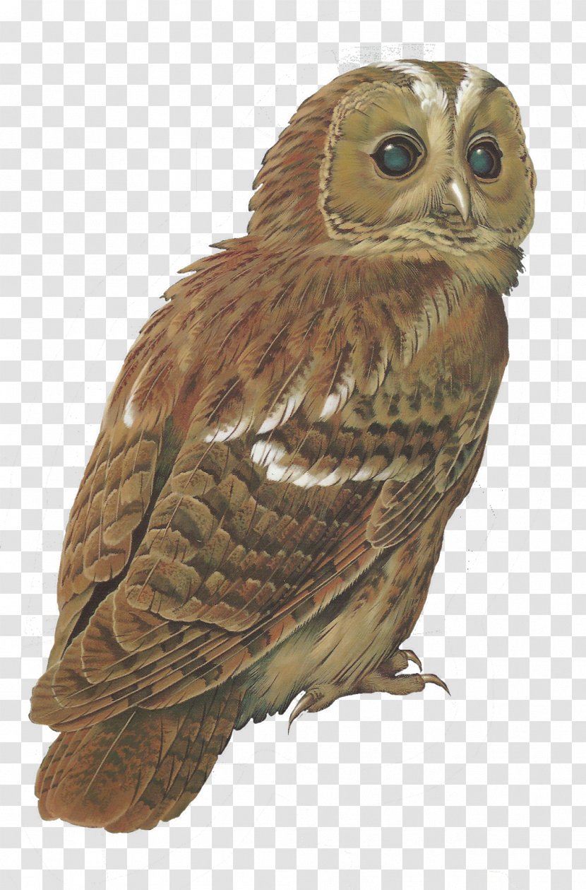 Tawny Owl Bird Barred Clip Art - Organism - Owls Transparent PNG