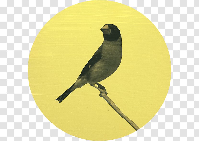 Finches Beak Fauna - Wing - Bird Yellow Transparent PNG