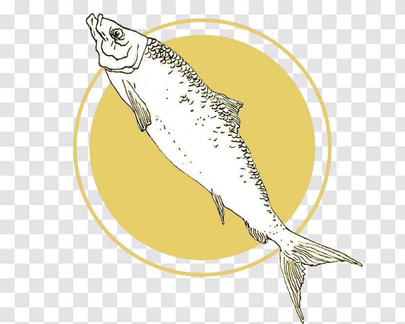 Sardine Fish Transparent PNG