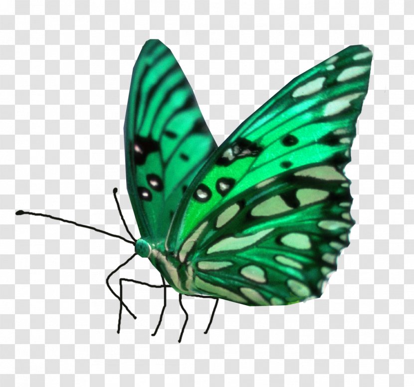 Painting Desktop Wallpaper - Glass - Butterfly Transparent PNG