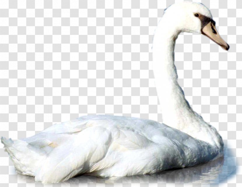 Duck Mute Swan Bird Animal Cisne - Swans Transparent PNG