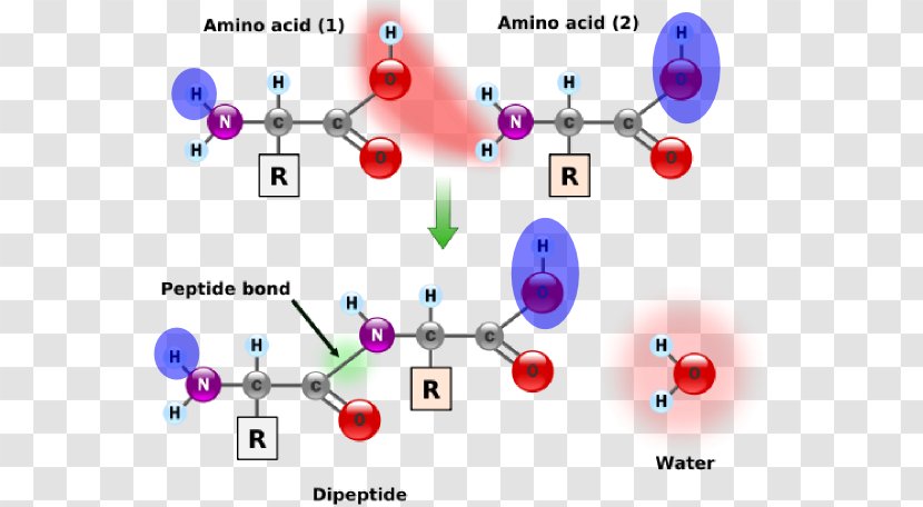 Amino Acids And Proteins Peptide Bond - Diagram - Within Broken Up Transparent PNG