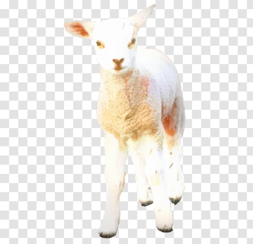 Cattle Sheep Goat Deer Fur - Animal Figure - Wildlife Transparent PNG