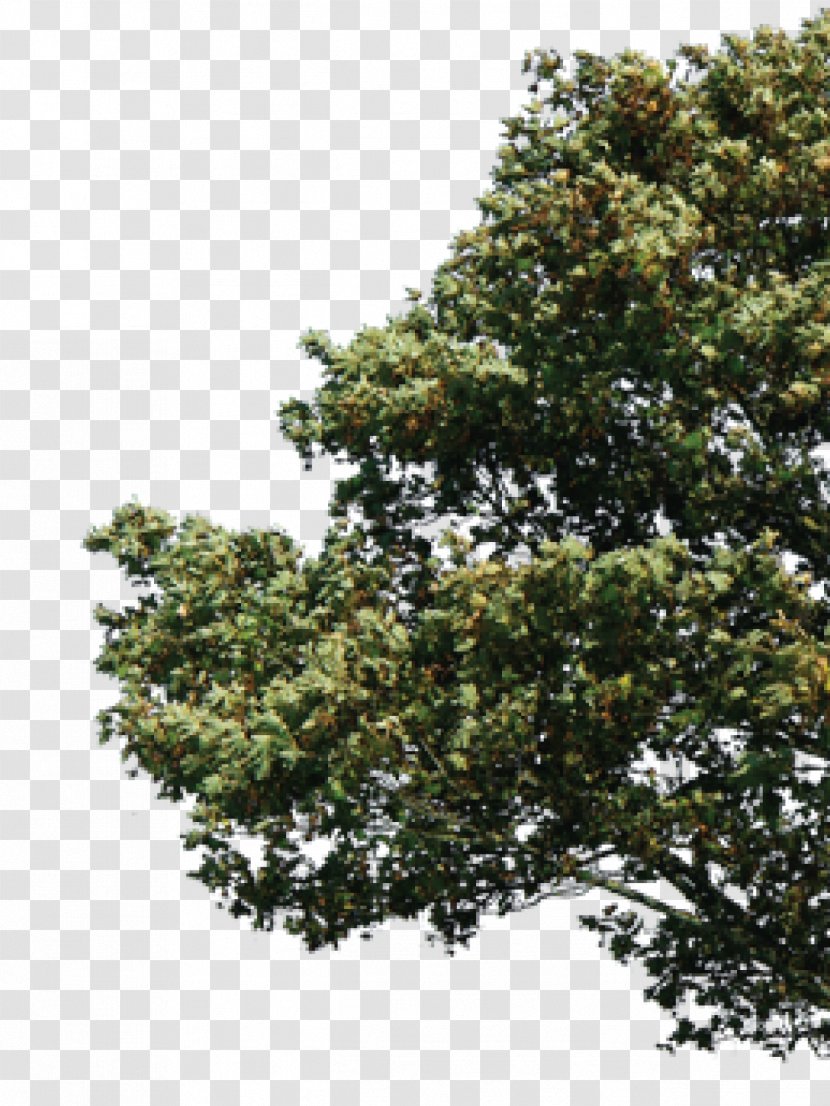 DeviantArt Tree - Leaf - Branch Transparent PNG