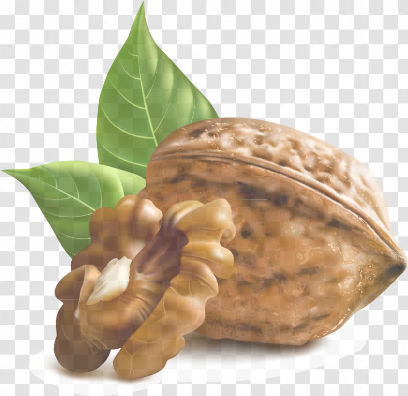 Nut Plant Walnut Southern Magnolia Nuts & Seeds - Flower - Family Transparent PNG