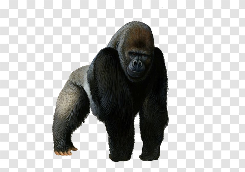 Chimpanzee Clip Art Primate Mountain Gorilla - Ape - Vl Transparent PNG