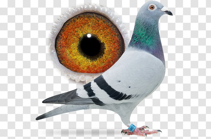 Columbidae Racing Homer Bird Pigeon Beak - Son Transparent PNG