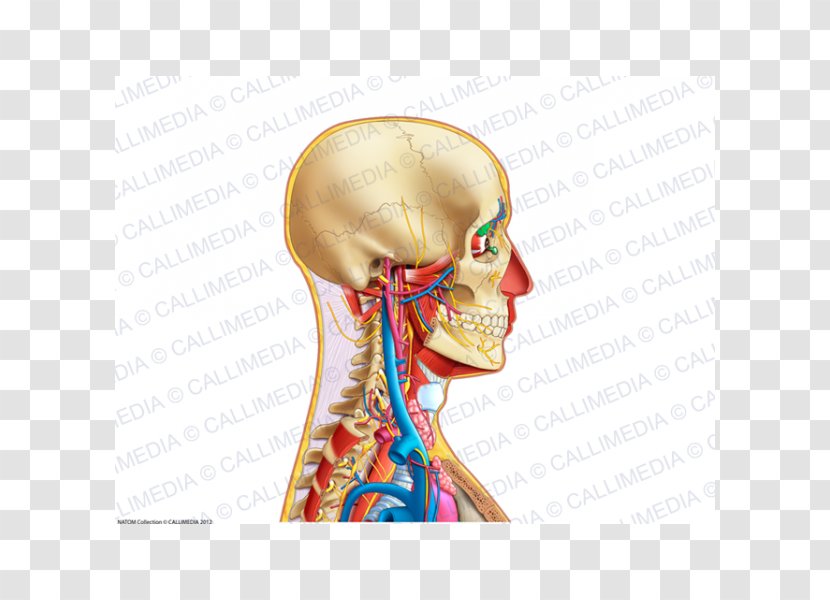 Neck Ear Human Anatomy Bone - Cartoon Transparent PNG