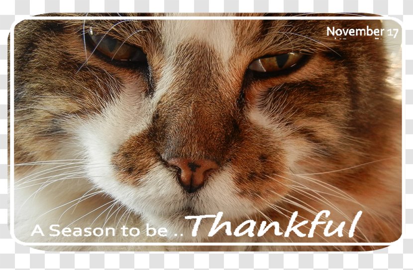 European Shorthair Toyger Bengal Cat Aegean Whiskers - Nose - Be Thankful Transparent PNG