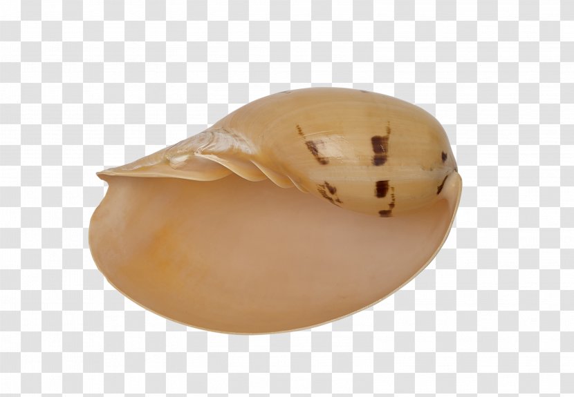 The Seashell Company Jaw Beige Craft - Melon Transparent PNG
