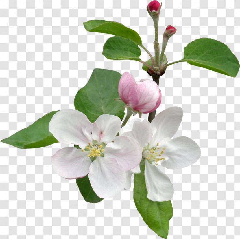 Flower Branch Stock Photography Tree Blossom - Royaltyfree - Spring Transparent PNG