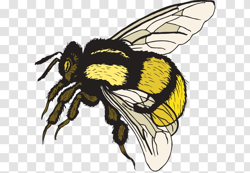 Bumblebee Clip Art - Blog - Free Bumble Bee Clipart Transparent PNG