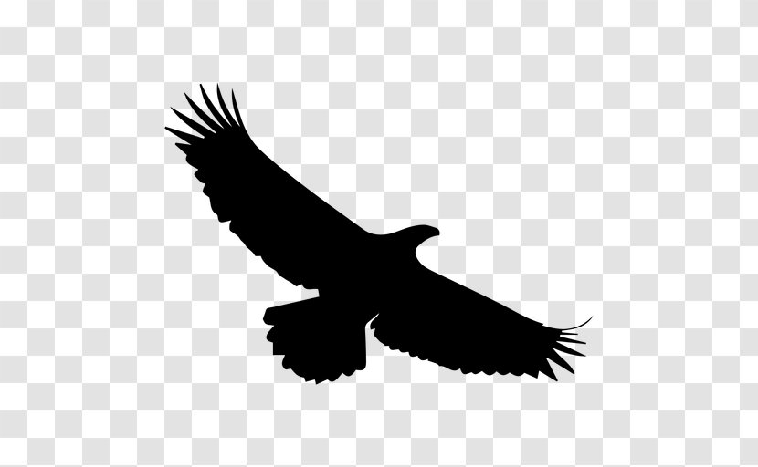 Bald Eagle Silhouette Bird - Beak Transparent PNG