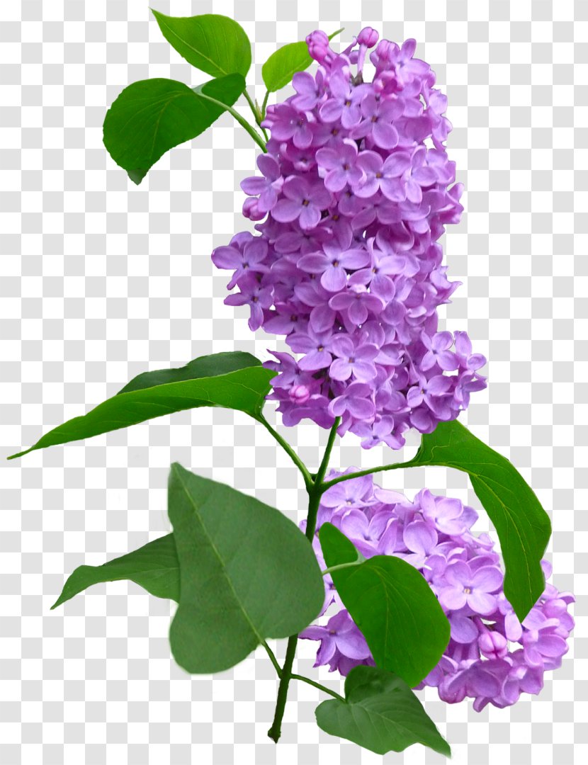 Lilac Violet Flower Purple Plant Transparent PNG