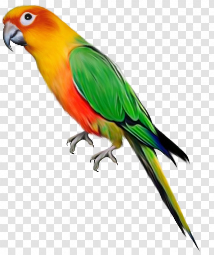 Parrot Bird Desktop Wallpaper Clip Art - Lorikeet - Parachute 0 2 1 Transparent PNG