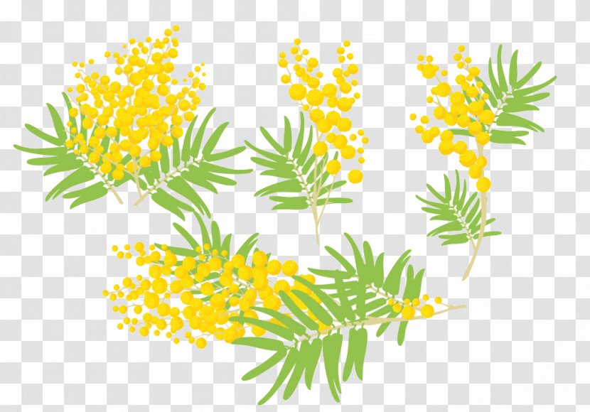 Mimosa Pudica Euclidean Vector Clip Art - Hand-painted Poster Decorations Transparent PNG