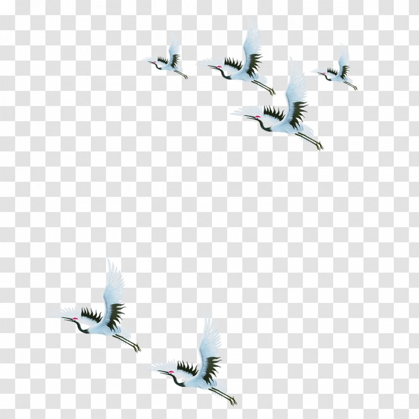 Red-crowned Crane - Sky - Flying Free Pictures Transparent PNG