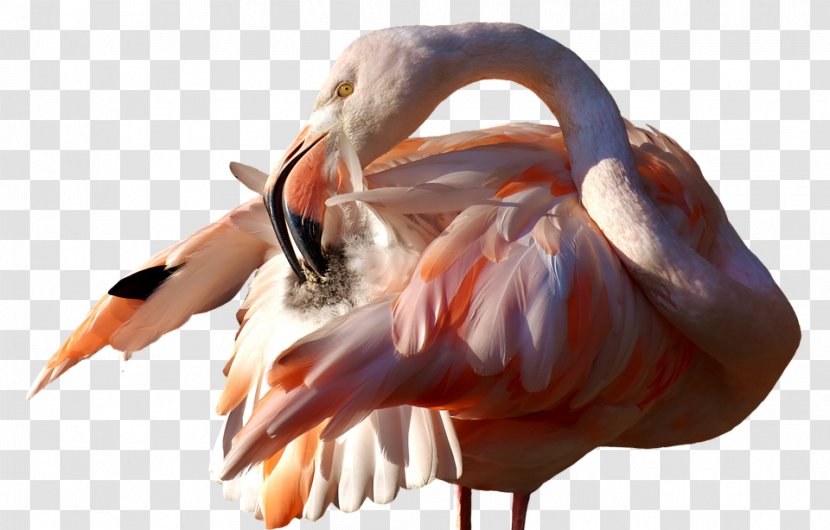 Flamingos Bird Clip Art Beak Image Transparent PNG