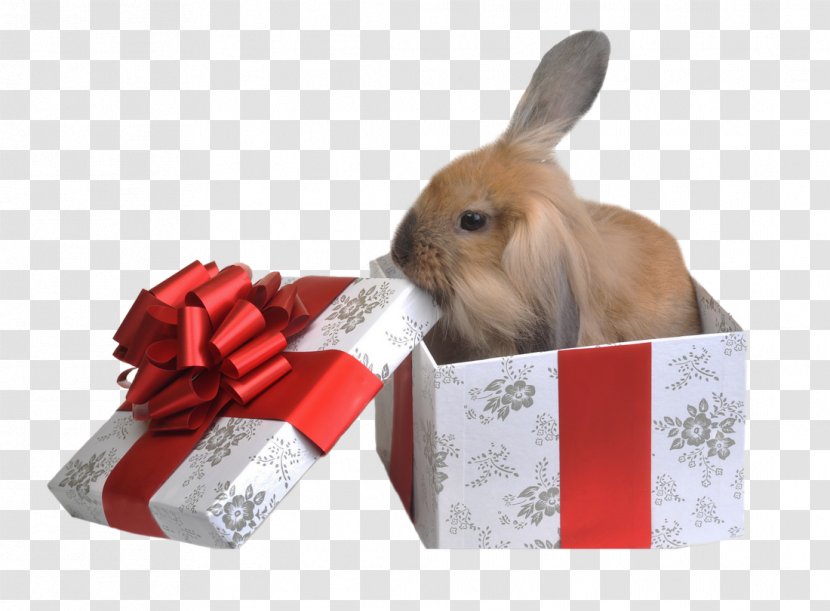 Rabbit Gift Pet Birthday Photography - Hare - Peter Transparent PNG