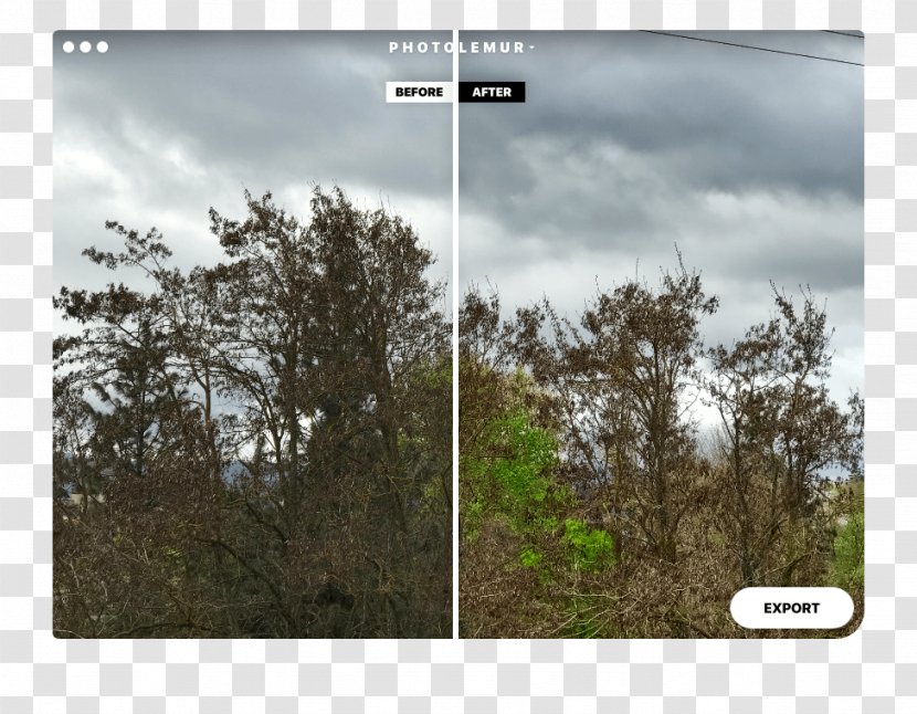 Tree Forest Biome Land Lot Desktop Wallpaper - Cloud Transparent PNG