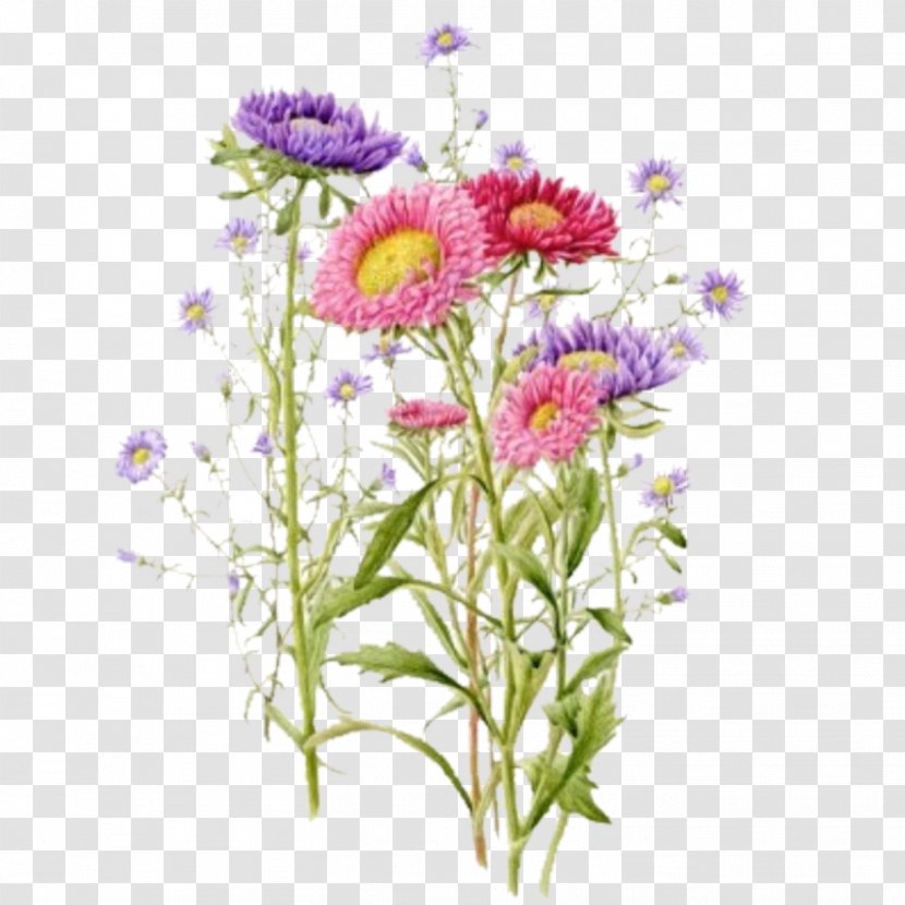 Common Daisy Marguerite Oxeye Chrysanthemum Floral Design - Chrysanths Transparent PNG