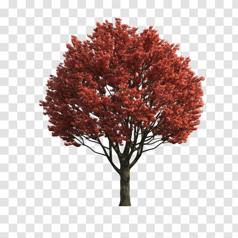 Red Maple Tree Computer File - Branch - Antique Hand-painted Ornaments Creative Antiquity Decoration Pictures Transparent PNG
