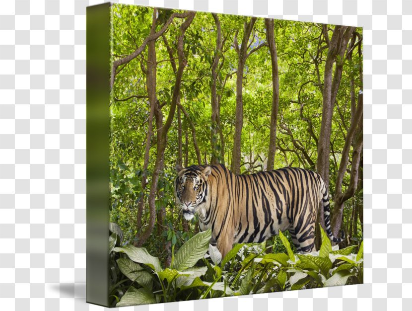 Tiger Ecosystem Fauna Rainforest Cat Transparent PNG