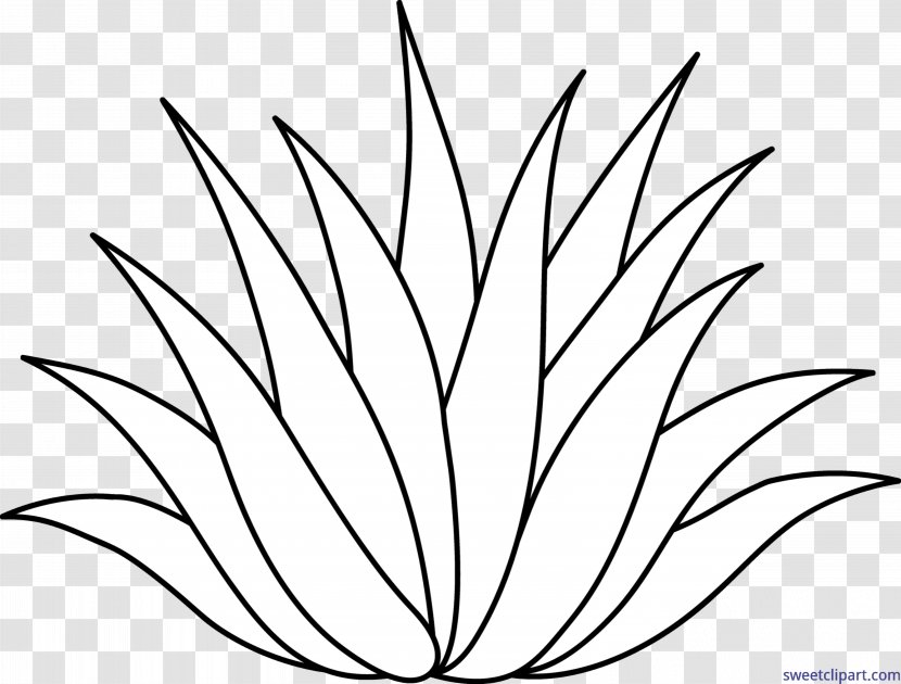 Drawing Line Art Aloe Vera Centuryplant Clip - Leaf - Plant Transparent PNG