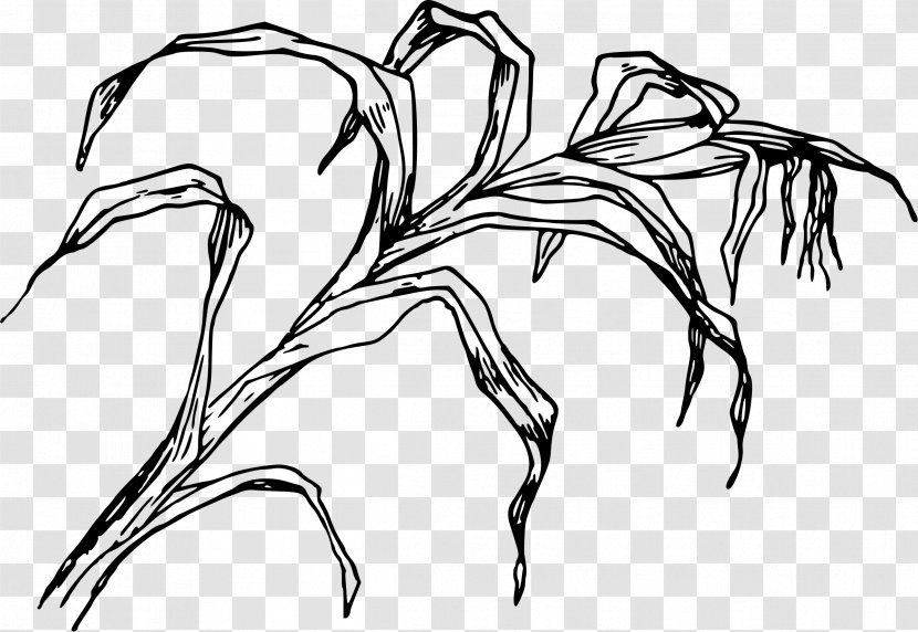Drawing Line Art - Leaf - Corn Leaves Transparent PNG