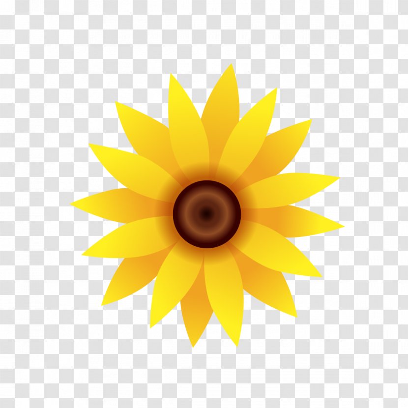 Common Sunflower Plant Euclidean Vector Seed - Flowering - Plants Transparent PNG