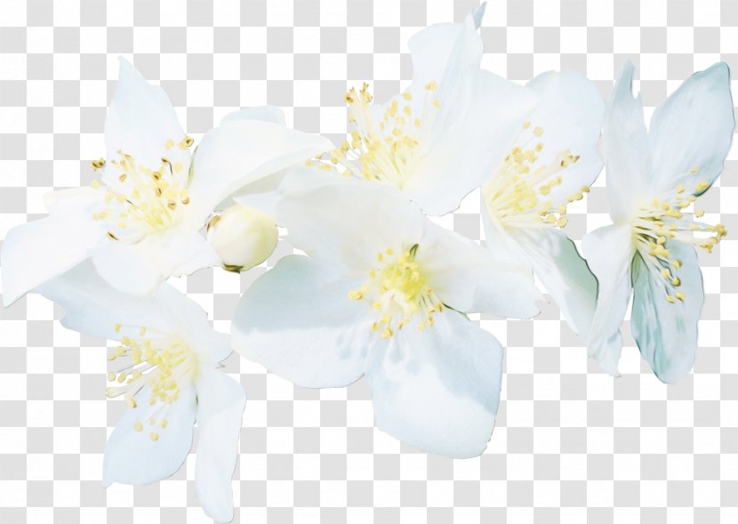 Flowering Plant White Flower Petal - Blossom - Amaryllis Belladonna Transparent PNG