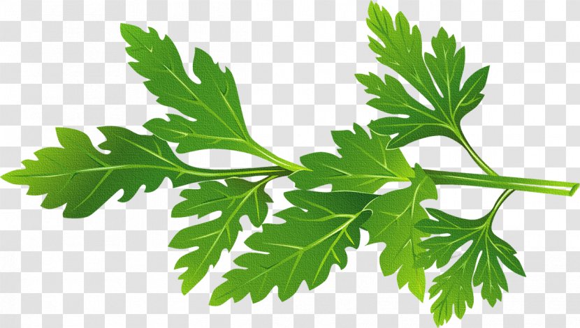 Basil Vector - Leaf - Herb Transparent PNG