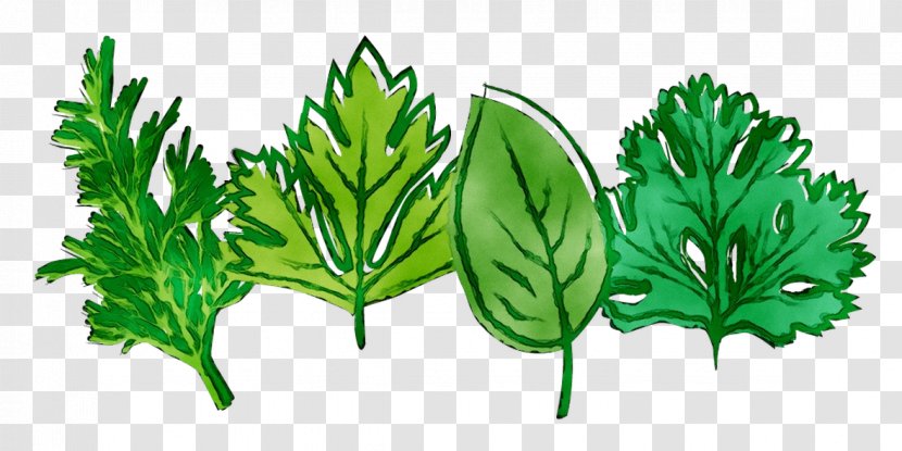 Leaf Greens Herbalism Plant Stem Transparent PNG