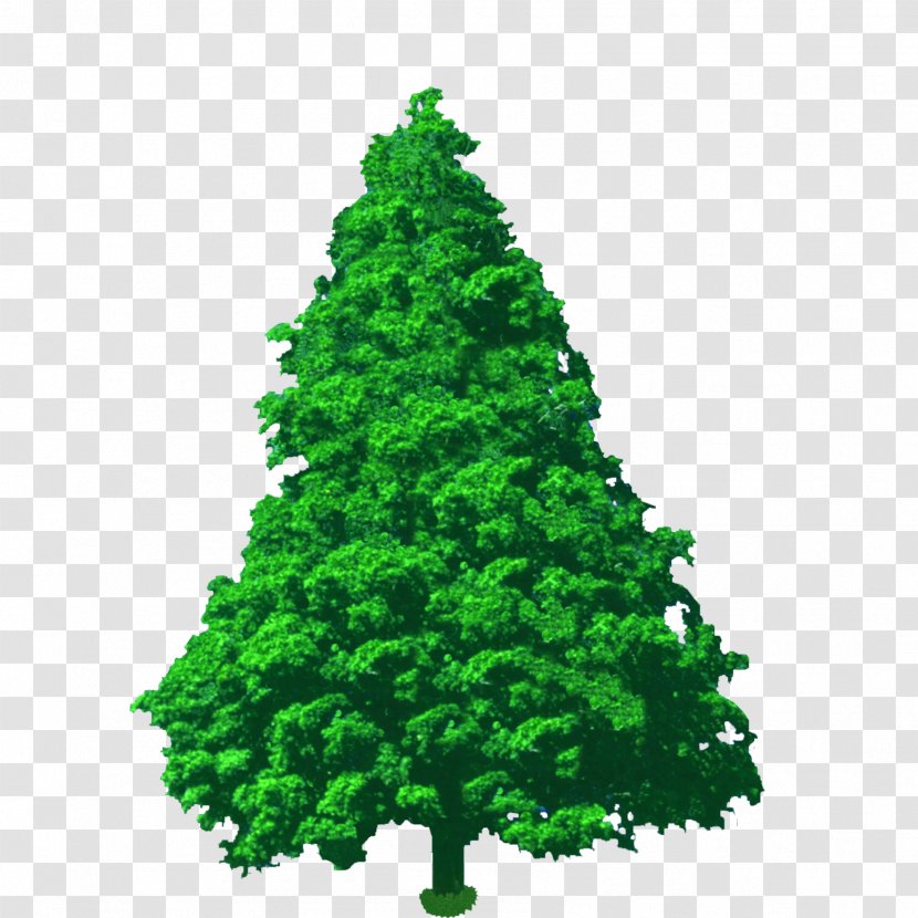 Spruce Pine Fir Conifers Cypress - Grass - Landscape Tree Art Transparent PNG