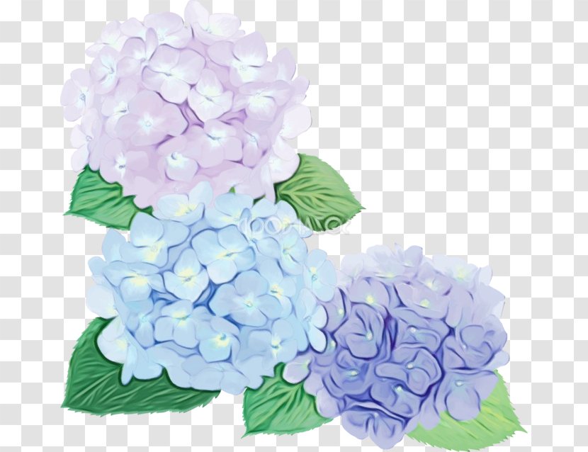 Hydrangea Cut Flowers Floral Design Flower Bouquet - Plant - Lilac Transparent PNG