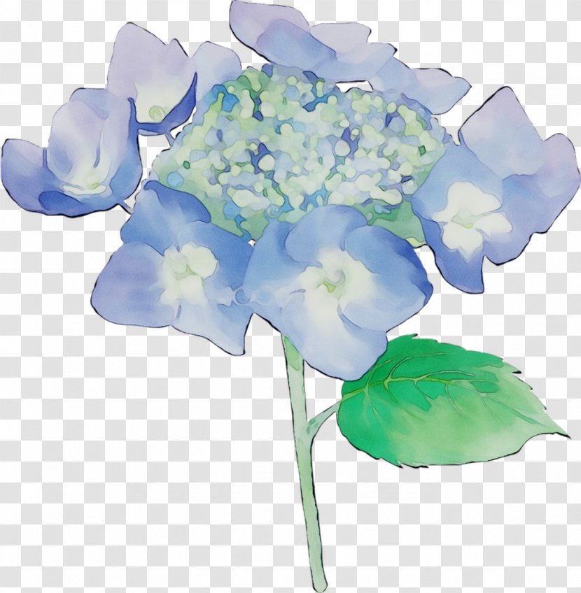Hydrangea Cut Flowers Floral Design Plant Stem - Sweet Pea Transparent PNG