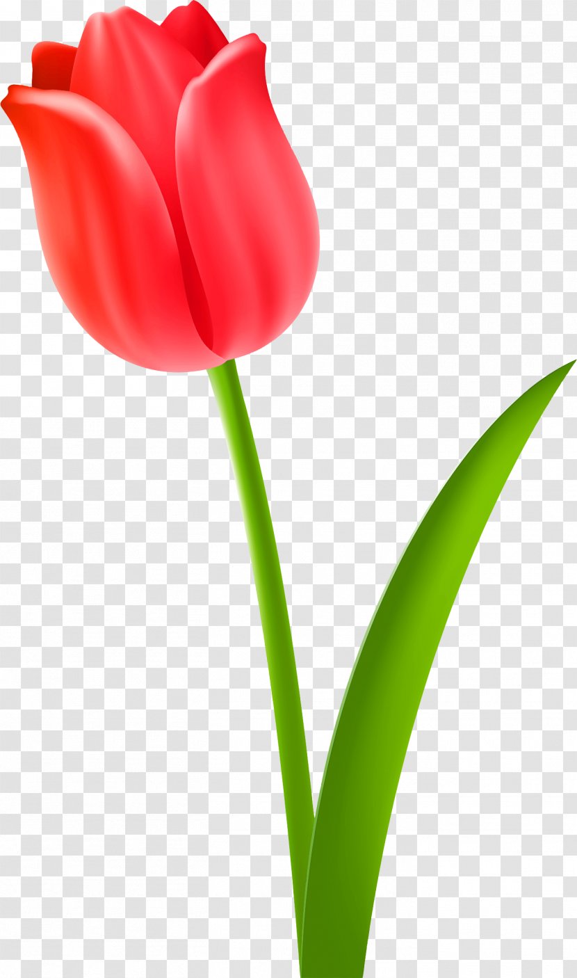 Tulip Flower Clip Art - Lily Family Transparent PNG