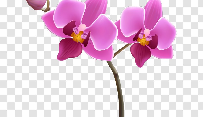 Clip Art Orchids Vector Graphics Transparency - Flower - Flowers To Draw Orchid Transparent PNG