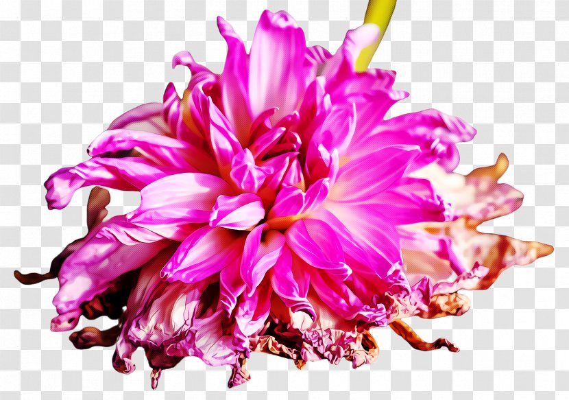 Pink Flower Petal Plant Peony - Cut Flowers Dahlia Transparent PNG