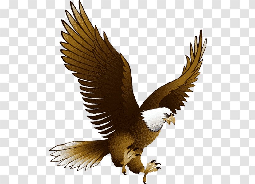 Eagle Clip Art - Falcon - Image With Transparency Download Transparent PNG