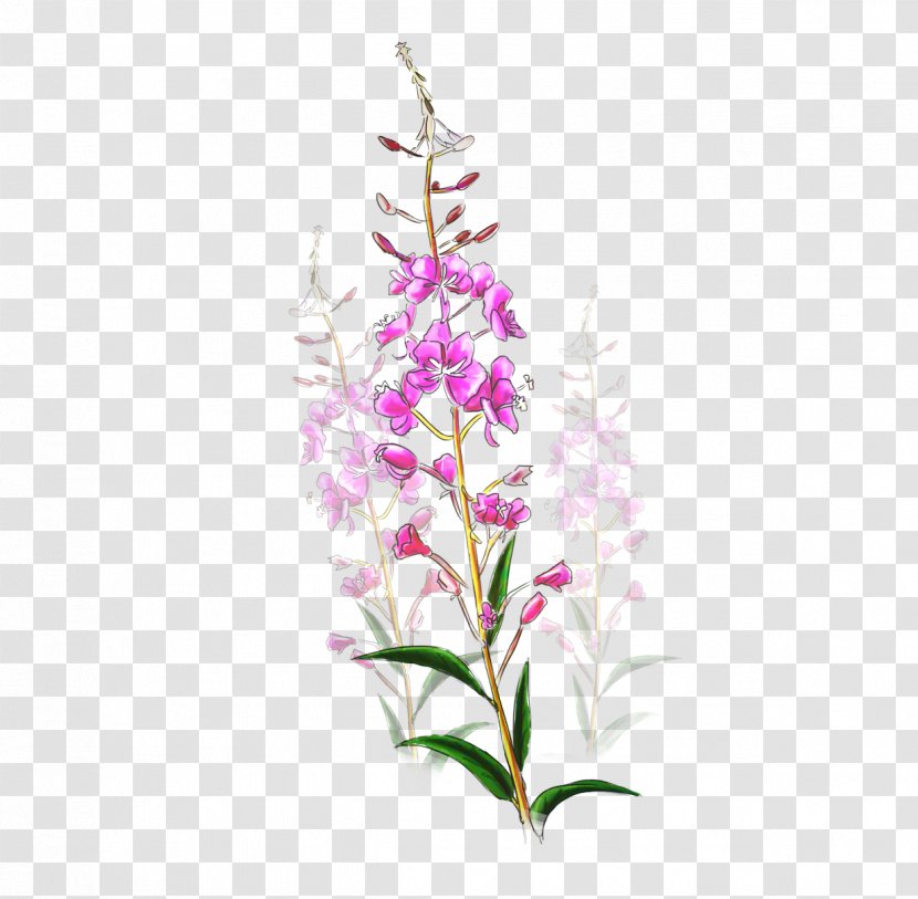 Drawing Of Family - Perennial Plant Pedicel Transparent PNG