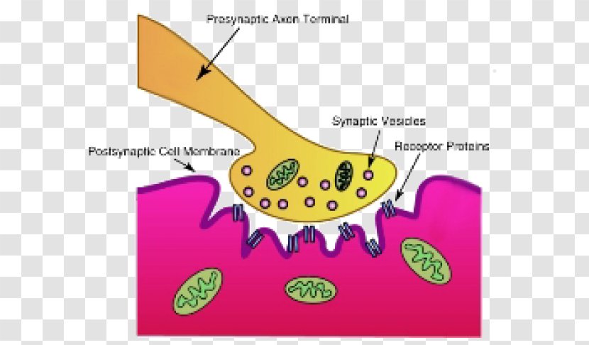 Synapse Neuromuscular Junction Motor Neuron Acetylcholine - Area - Nervous System Neurotransmitters Transparent PNG