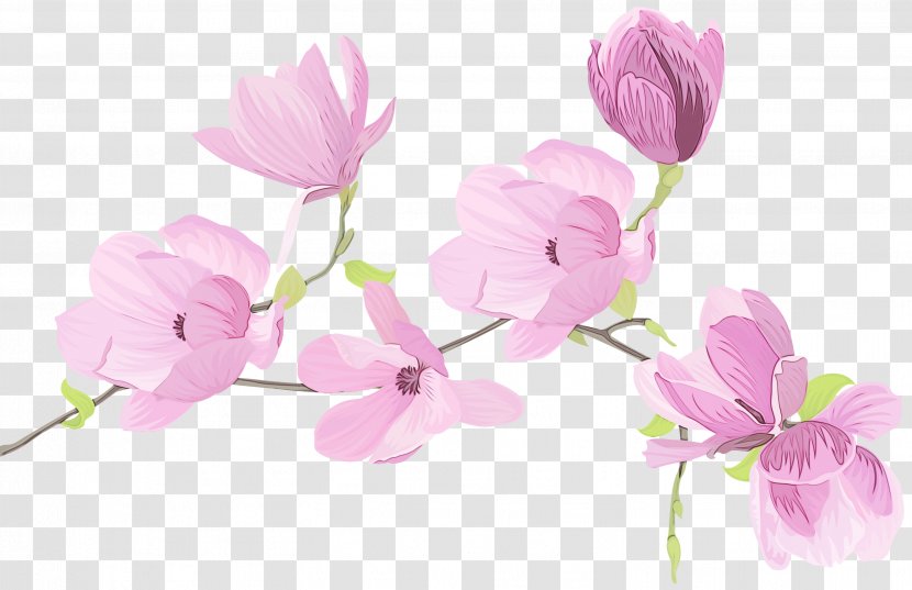 Sweet Pea Flower - Magnolia - Plant Stem Prickly Rose Transparent PNG