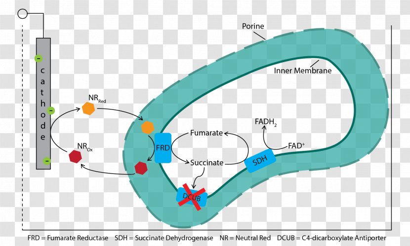 Fumarate Reductase Succinate Dehydrogenase Succinic Acid Cytochrome C Fumaric - Area - Outer Space Transparent PNG