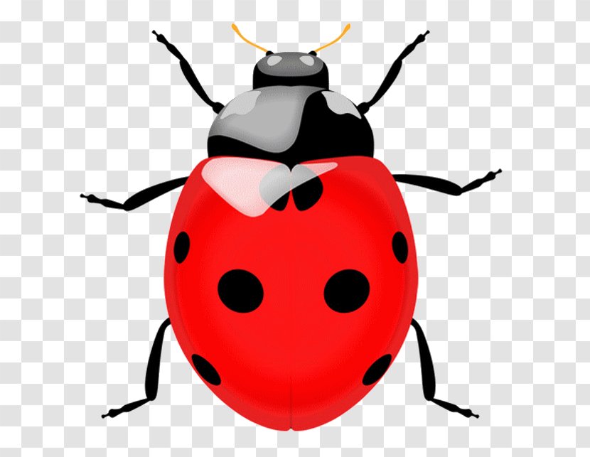 Ladybird Beetle Vector Graphics Clip Art Illustration - Insect - Ladybug Cartoon Lady Transparent PNG