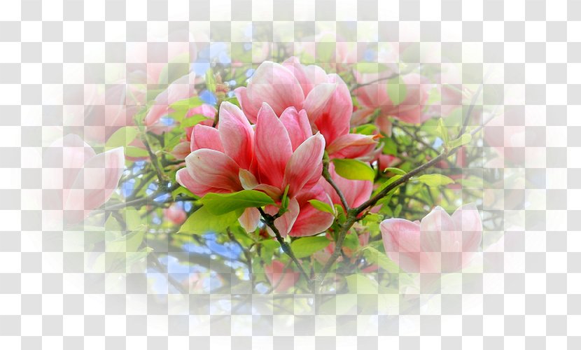 Peony Flower Floral Design Desktop Wallpaper - Pink M Transparent PNG