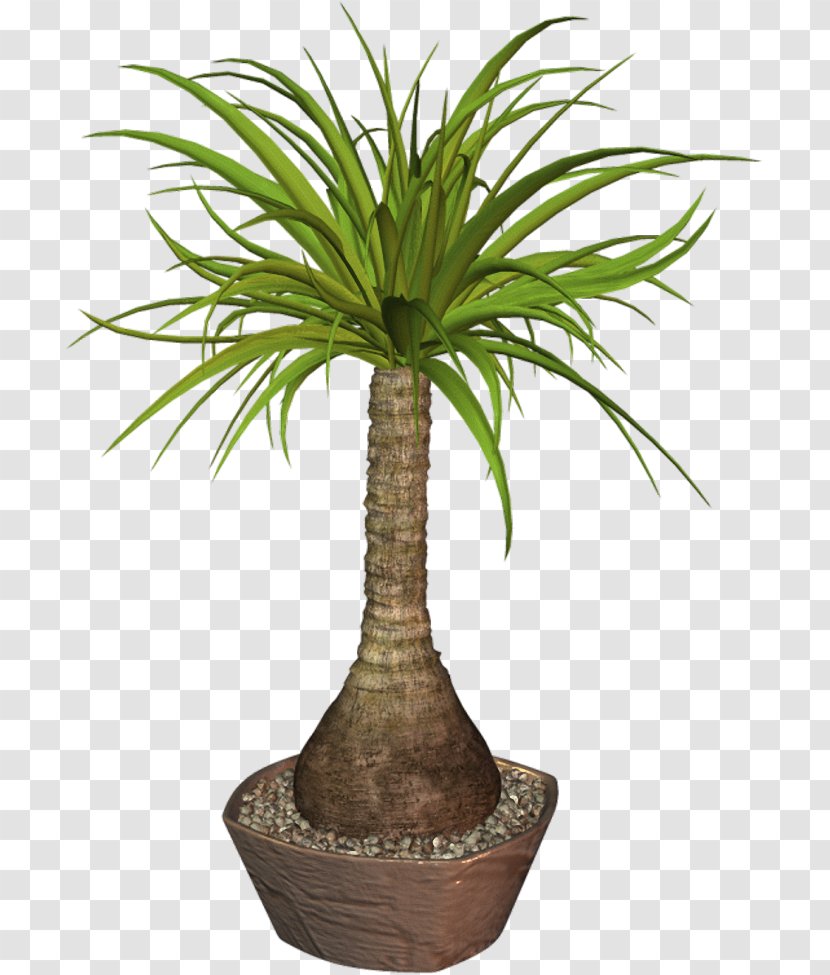 Flowerpot Arecaceae Plant - Drawing Transparent PNG